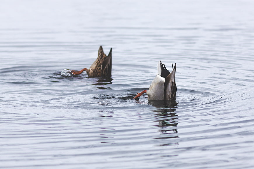 Two ducks diving for food in calm water