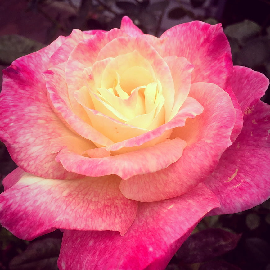 Close-up of a vibrant pink and yellow rose bloom