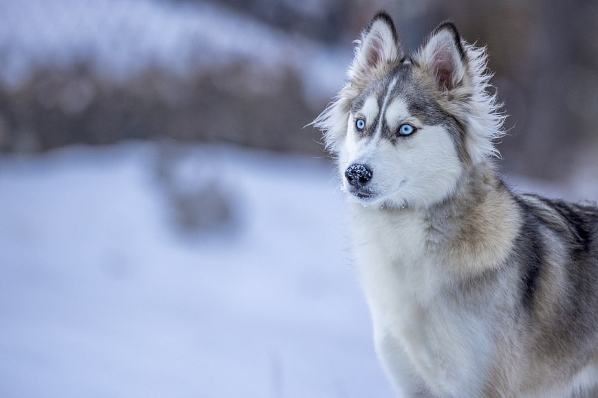 Siberian Husky with Blue Eyes in Snowy Winter Landscape