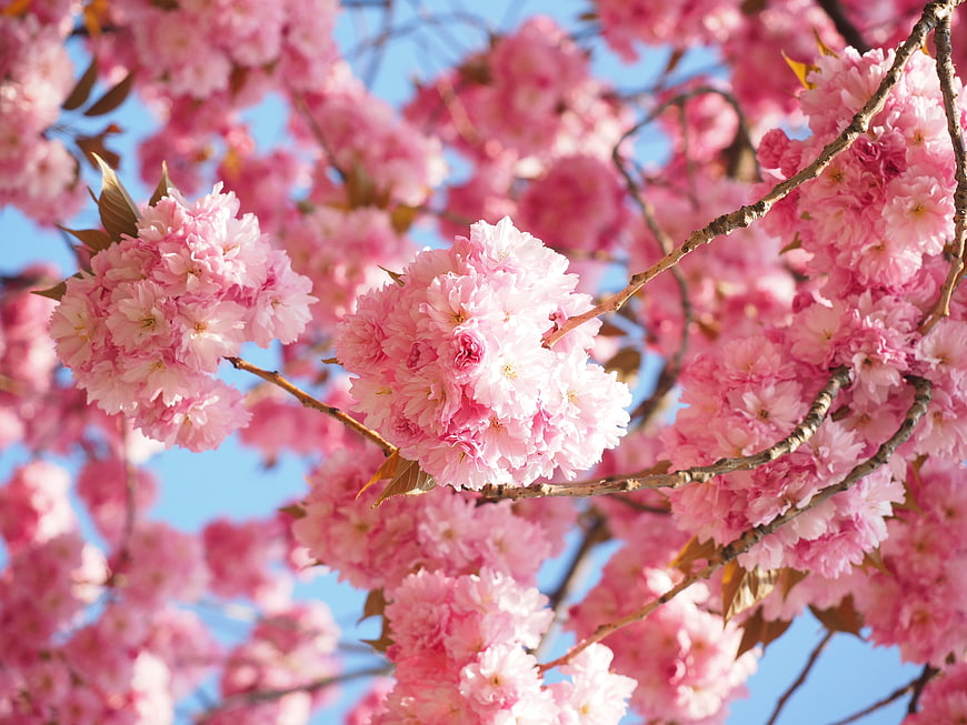 Pink Cherry Blossoms on Branches Against Blue Sky