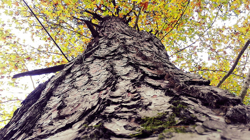 Low angle view of textured pine tree trunk in autumn