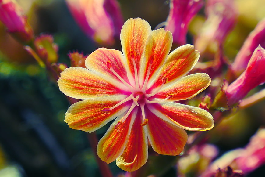 Close-up of vibrant yellow and red striped flower