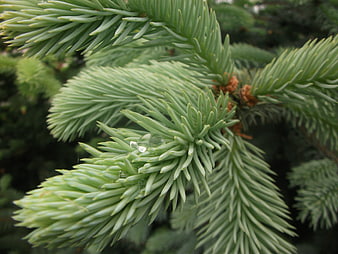 Close-up of Blue Spruce Branch with Water Droplets