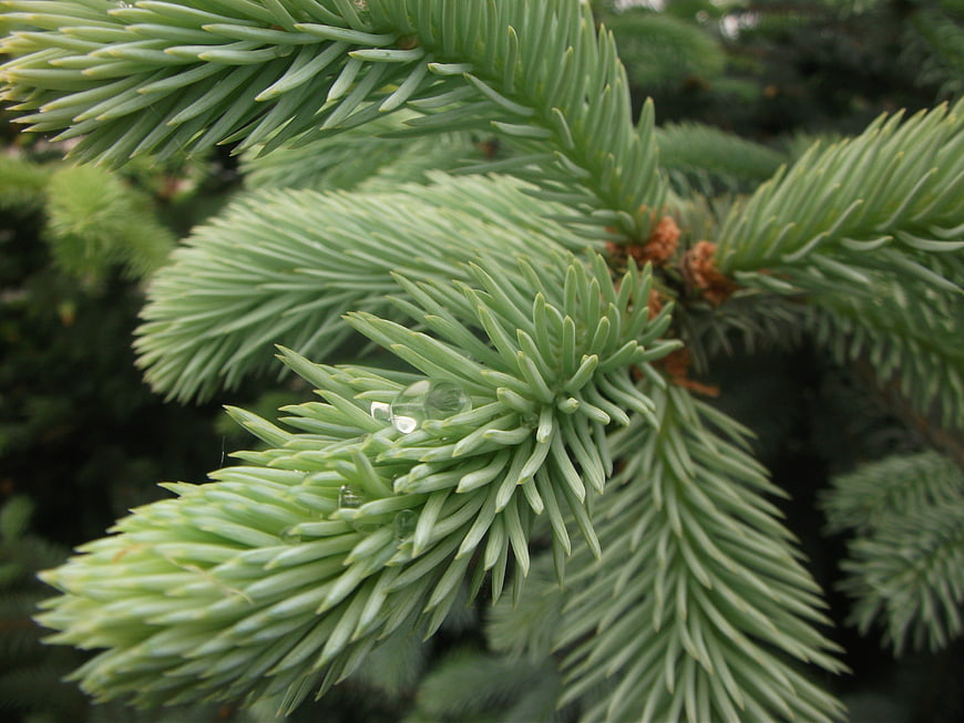 Close-up of Blue Spruce Branch with Water Droplets