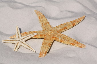 Two starfish on white sand beach close up