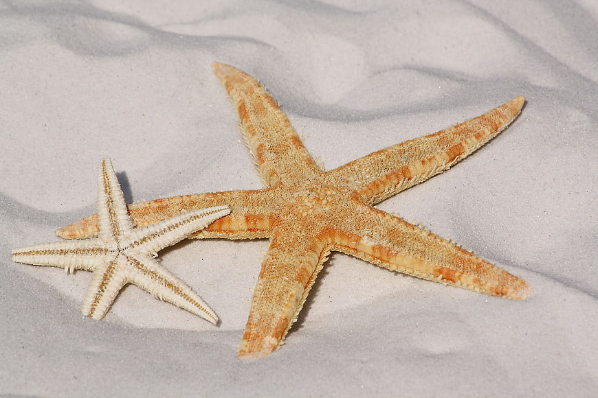 Two starfish on white sand beach close up