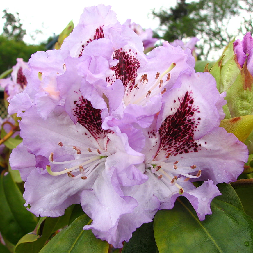 Close-up of lavender rhododendron with red speckles