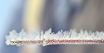 Macro Close-Up of Intricate Frost Crystals on Red Twig