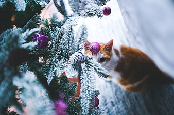 Curious Ginger Cat Playing with Christmas Tree Ornaments