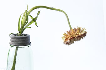 Wilted flower in glass jar on white background