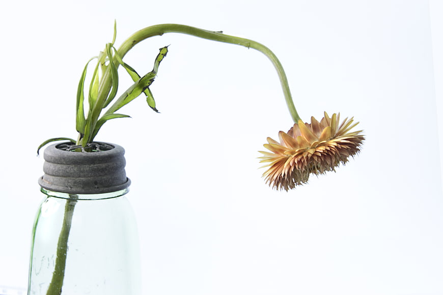 Wilted flower in glass jar on white background