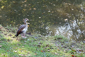 Egyptian Goose Standing by Pond in Autumn Park