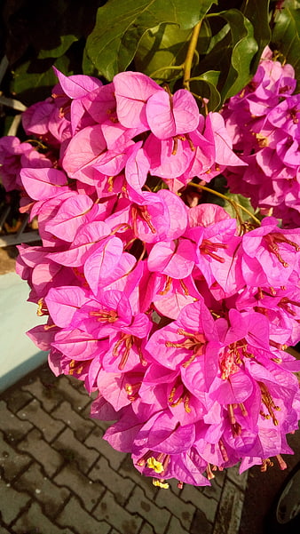 Vibrant Pink Bougainvillea Flowers in Sunlight