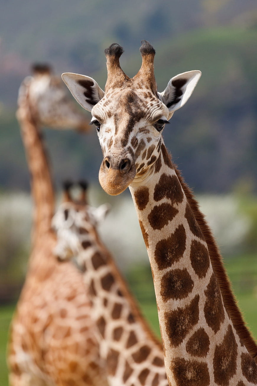 Close-up Portrait of Giraffe with Blurred Background
