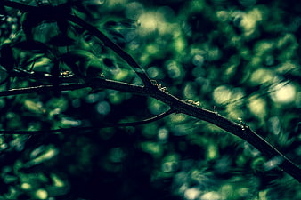Dark moody tree branch with green bokeh background
