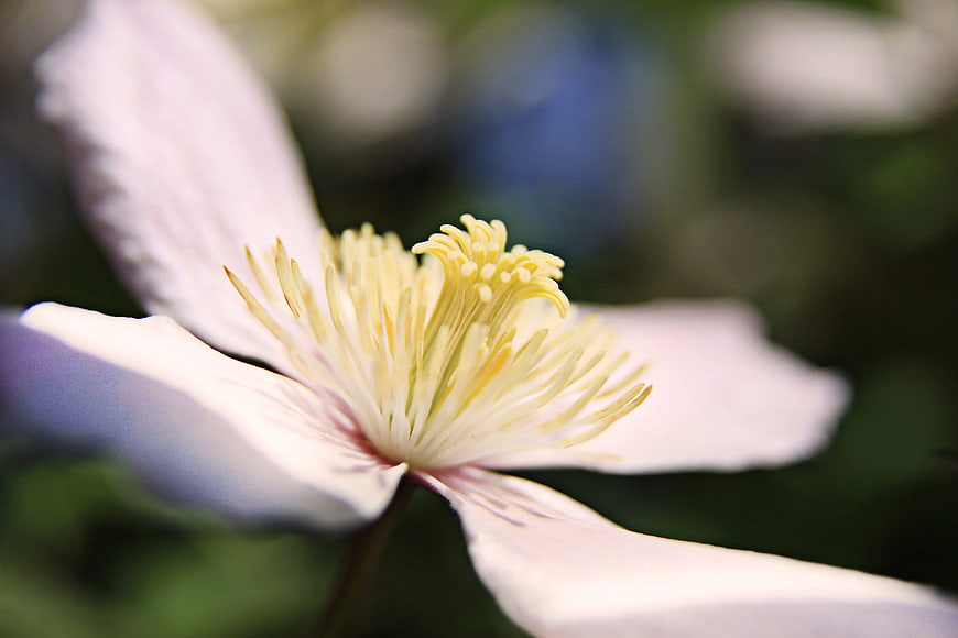 Close-up of White Clematis Flower with Yellow Stamen