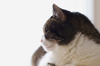Close-up of a sleeping tabby and white cat in profile