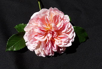 Pink Rose on Black Background