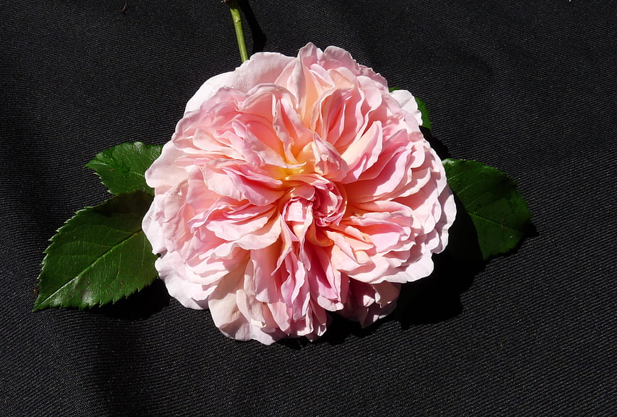 Pink Rose on Black Background