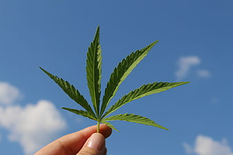 Hand holding hemp leaf against blue sky