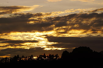 Dramatic golden sunset sky with clouds and tree silhouette