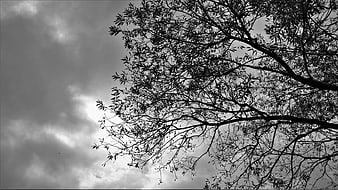 Black and white silhouette of tree branches against cloudy sky