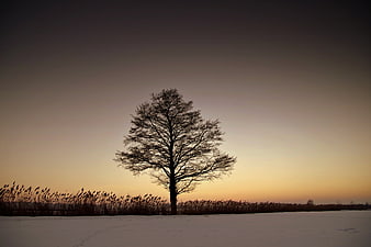 Lone Tree Silhouette in Snowy Winter Landscape at Dusk