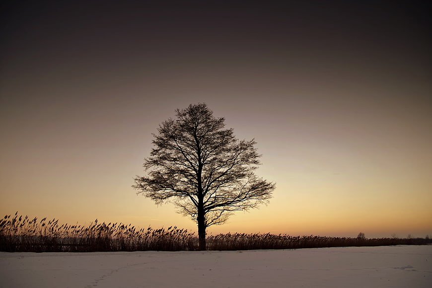 Lone Tree Silhouette in Snowy Winter Landscape at Dusk