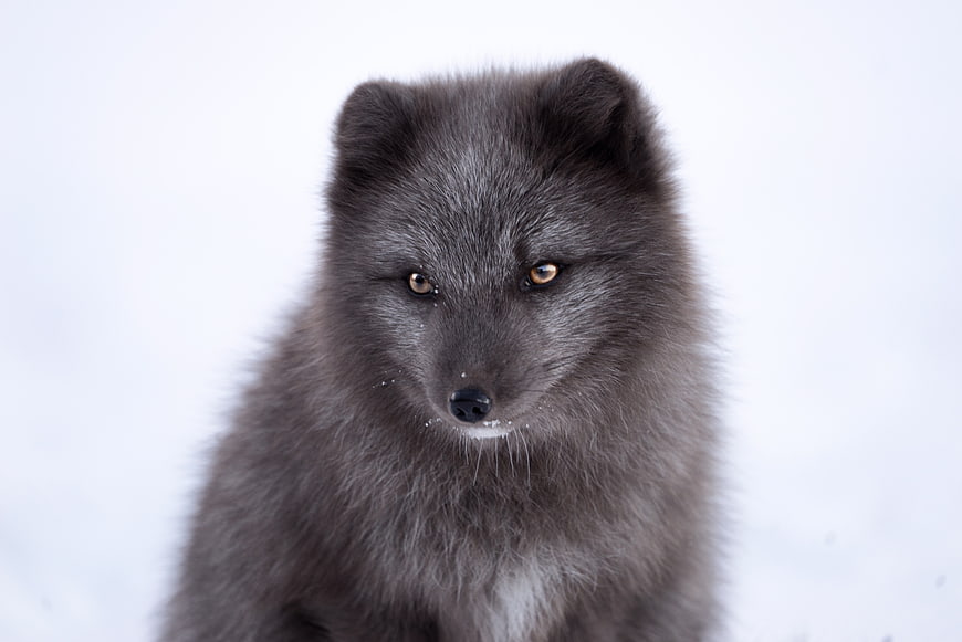 Close-up portrait of an Arctic fox in the snow