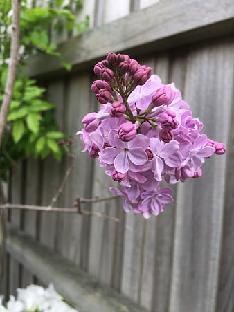 Close-up of blooming purple lilac flowers against wooden fence