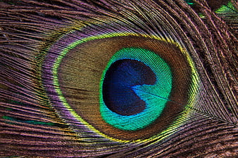 Macro Close-Up of Iridescent Peacock Feather Eye Pattern