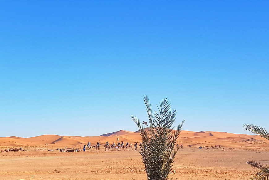 Camel caravan in desert oasis with palm trees