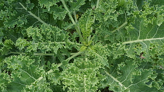 Close-Up of Fresh Green Kale Leaves in Garden