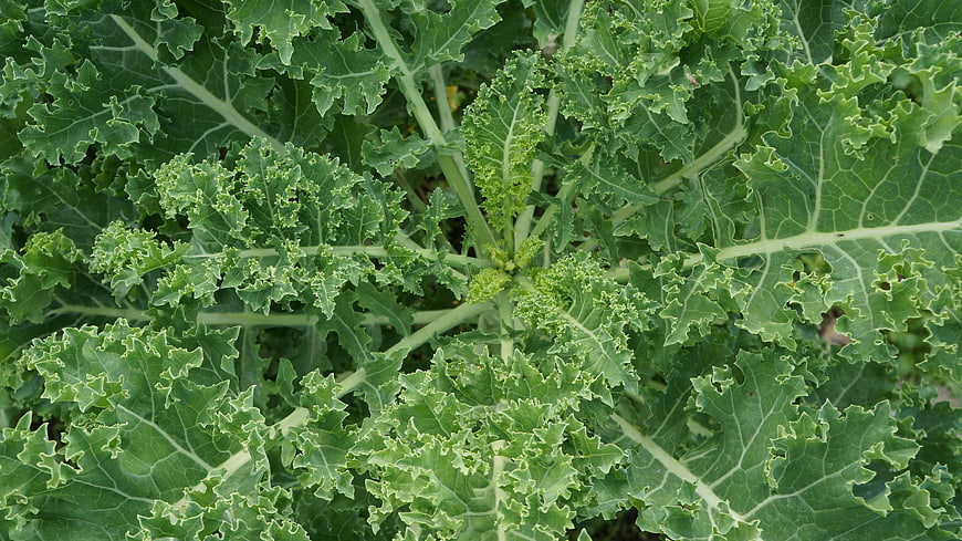 Close-Up of Fresh Green Kale Leaves in Garden