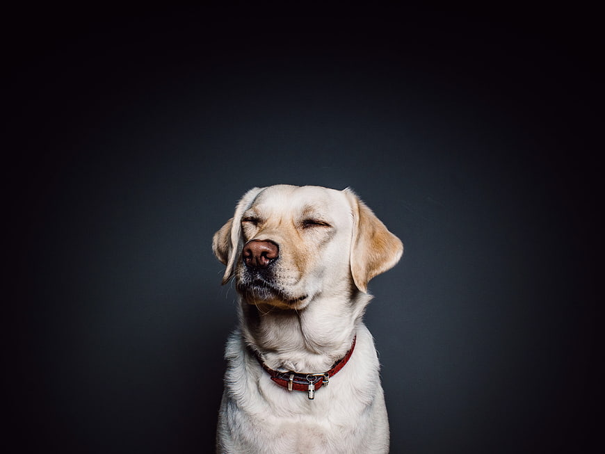Portrait of a happy yellow Labrador Retriever with eyes closed