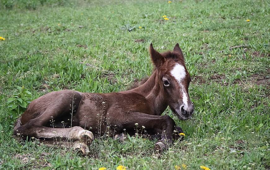 Cute brown foal resting in green grassy pasture