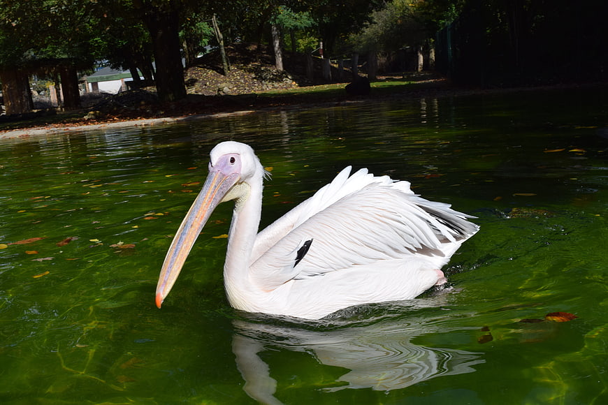 White Pelican Swimming in Green Pond Water