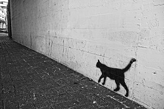 Black Cat Graffiti on Urban Concrete Wall