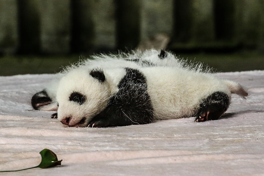 Sleeping baby panda cub lying on a white blanket