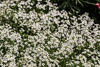 Close-up of white alyssum flowers in a garden