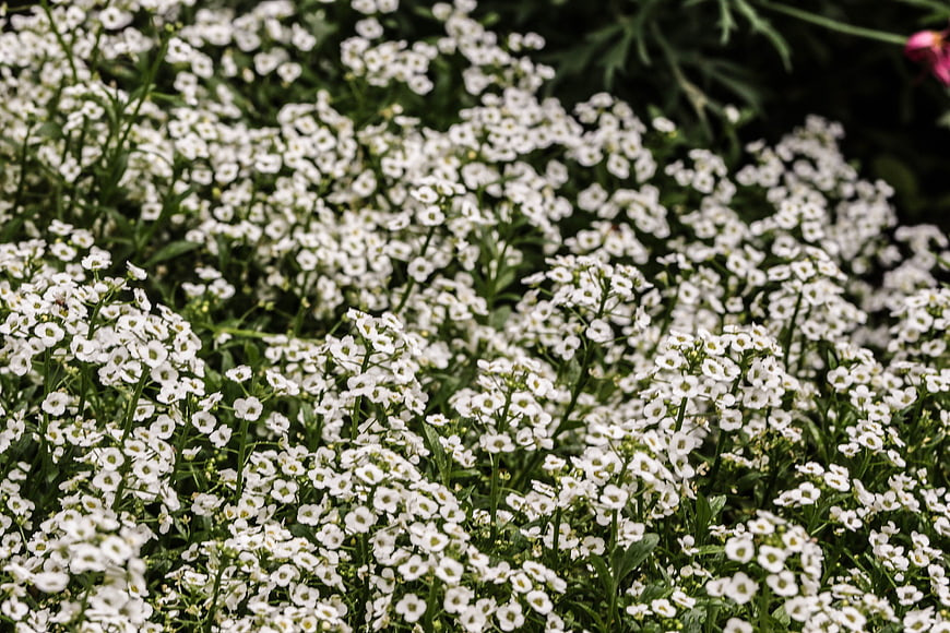 Close-up of white alyssum flowers in a garden