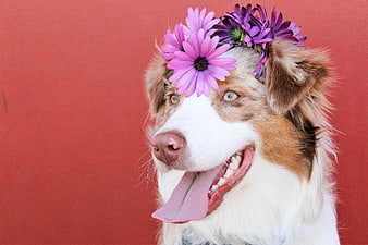 Happy Dog Wearing Flower Crown on Red Background