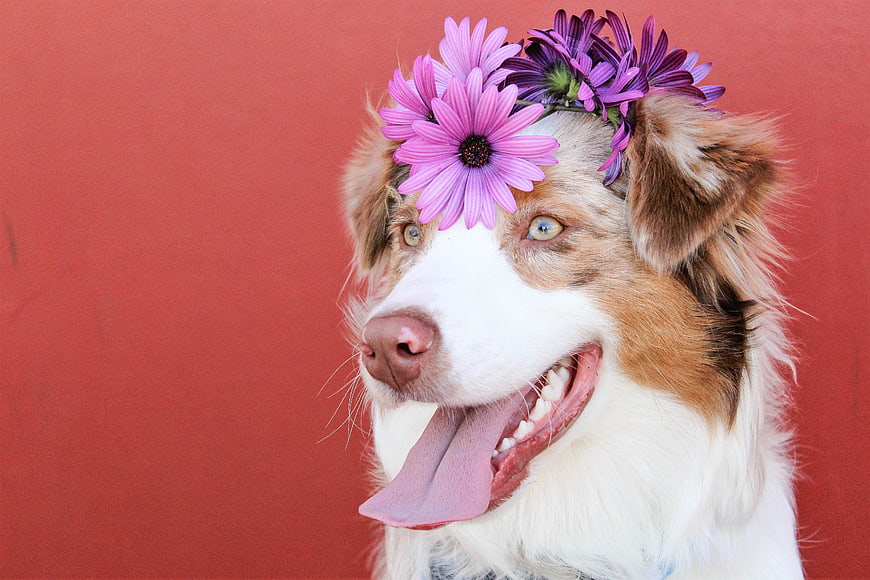 Happy Dog Wearing Flower Crown on Red Background