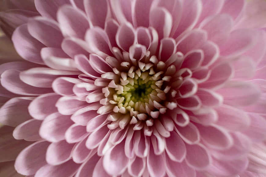 Close-up of a Pink Chrysanthemum Flower