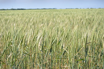 Green Wheat Field Under Blue Sky