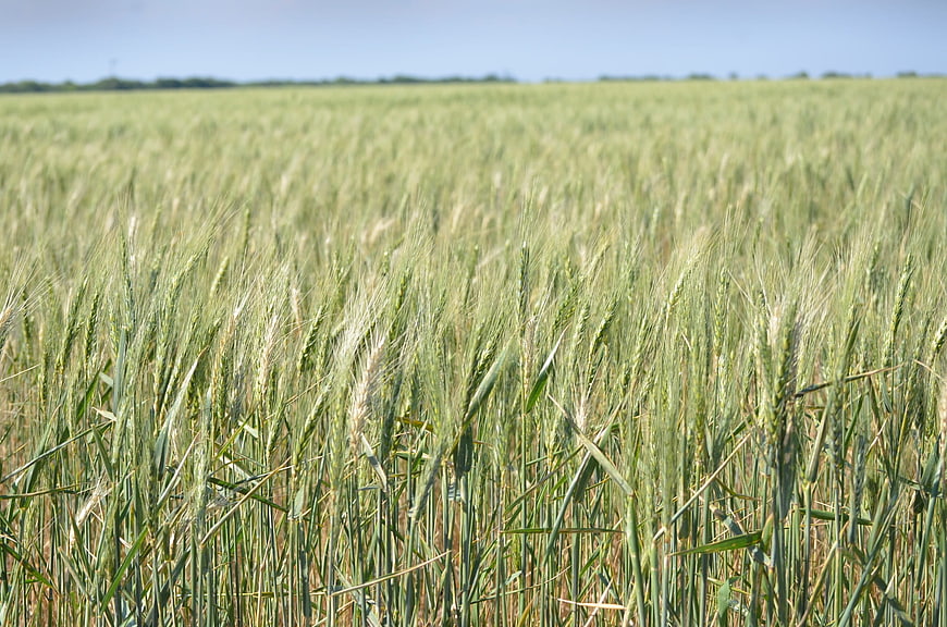 Green Wheat Field Under Blue Sky