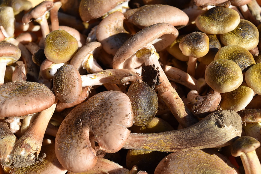 Close-up of freshly harvested wild honey mushrooms in autumn