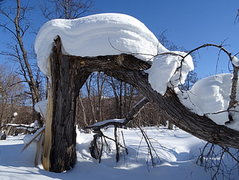 Snow-Capped Fallen Tree in Winter Forest Landscape