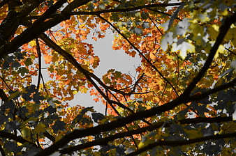 Autumn maple leaves backlit against gray sky