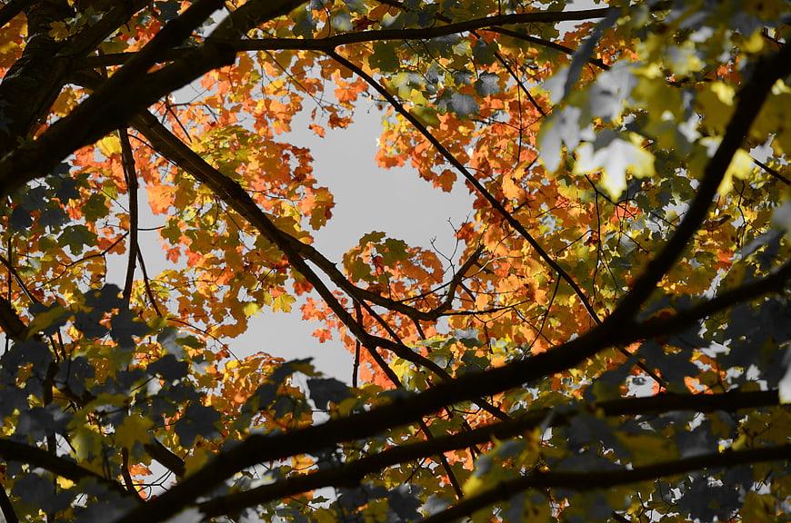 Autumn maple leaves backlit against gray sky